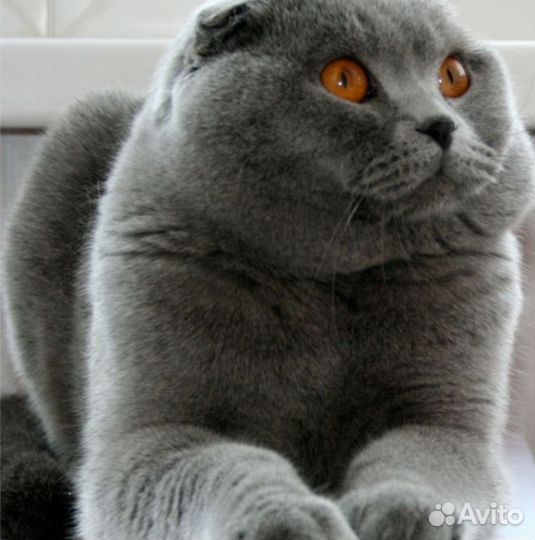 Вязка, два шотландских мачо на выбор