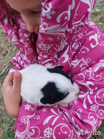 Спасёныши ищут дом