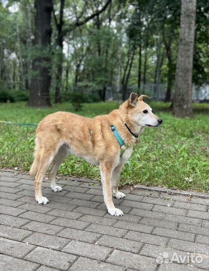 Собака в добрые руки