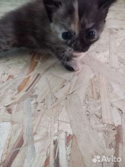 Котенок девочка в добрые руки