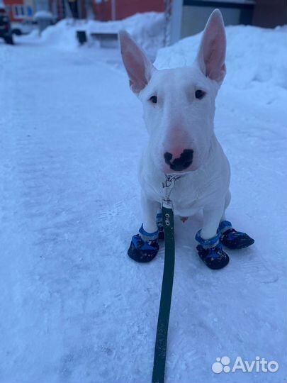 Стандартный бультерьер