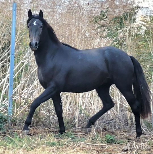 Андалузские PRE жеребята 2021 - 23 гр