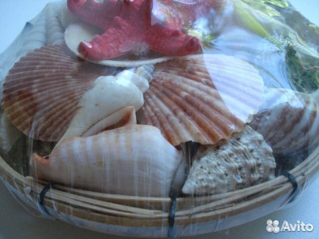 Морские раковины