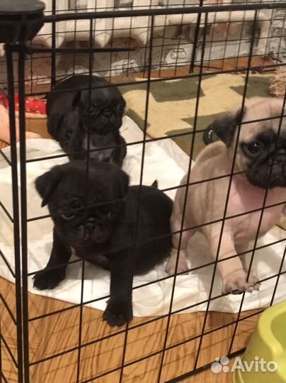 Щенки мопса