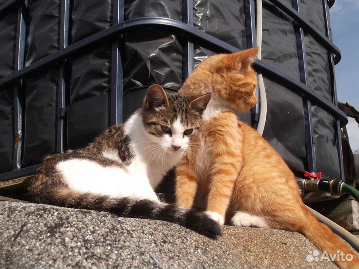 Котята ищут дом