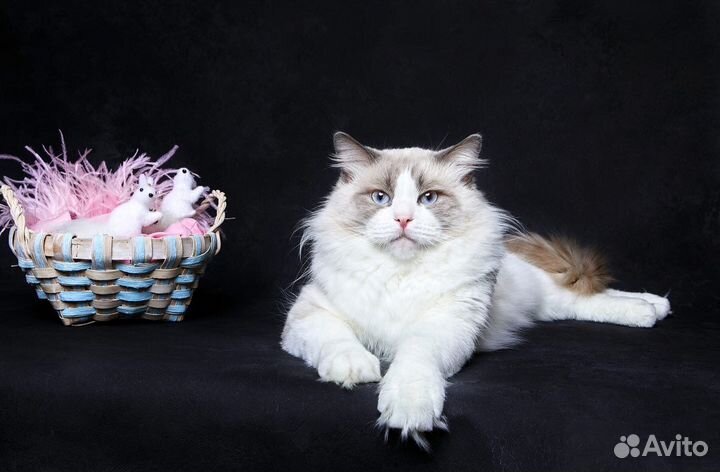 Чистокровные котята рэгдолл