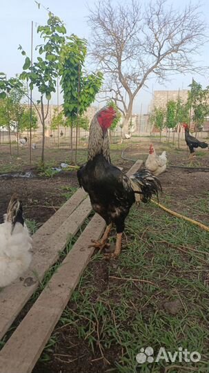 Бойцовые петухи
