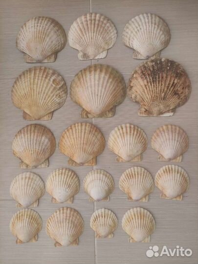 Морские ракушки раковины
