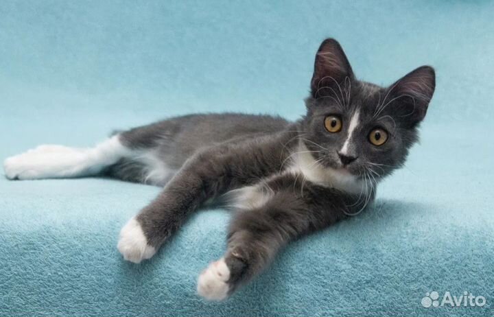 Тарахтелка, котёнок, малышка Мегги ищет семью