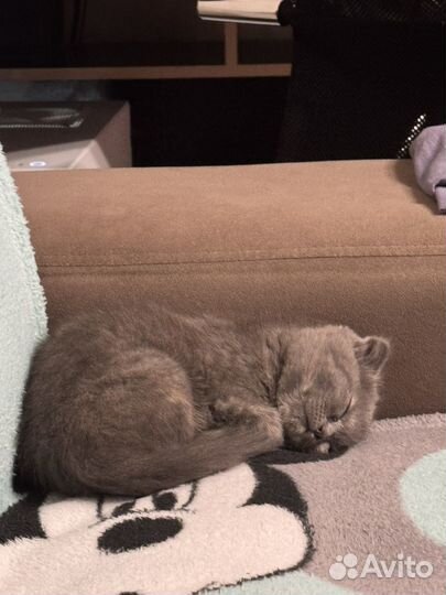 Шотландская вислоухая