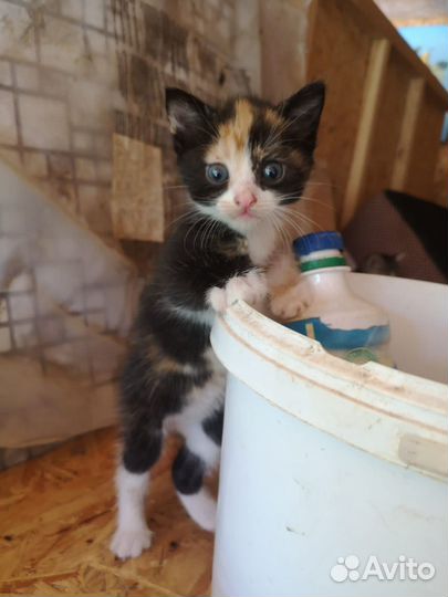 Котята в добрые руки бесплатно