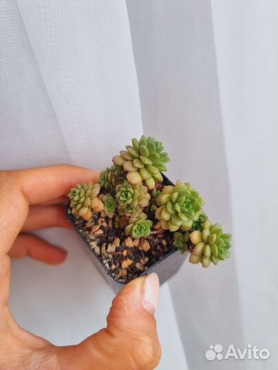 Суккуленты