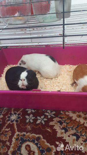 Морская свинка