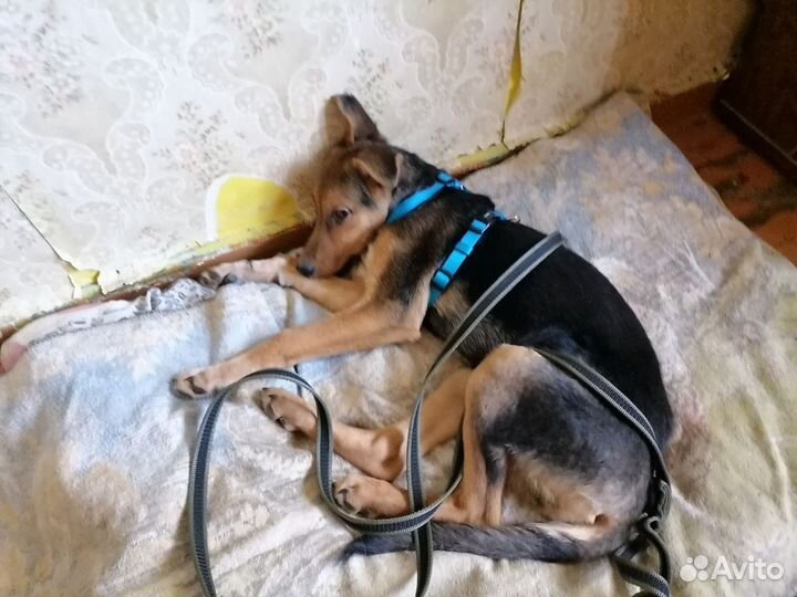 Щенок девочка в добрые руки