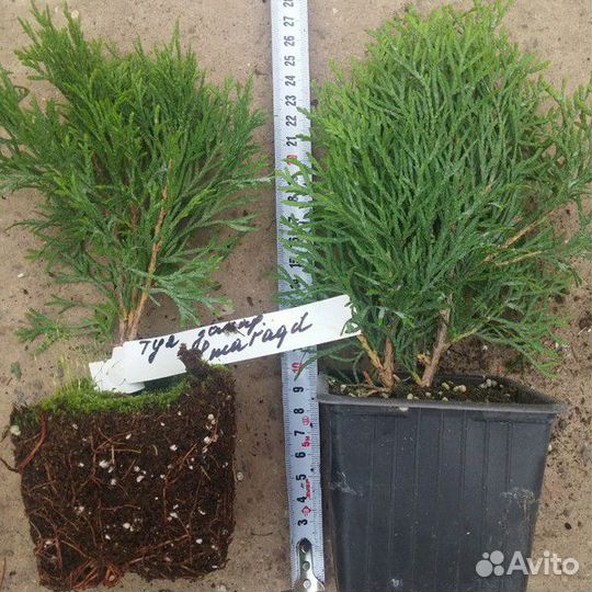 Туя западная 