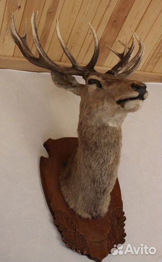 Голова Благородного Оленя