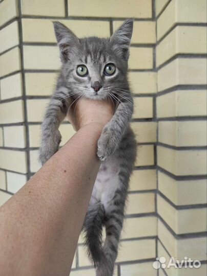 Нашла котёнка 1,5 мес. ласковый сидит в переноске