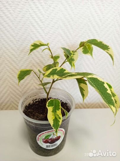 Фикусы и другие цветы