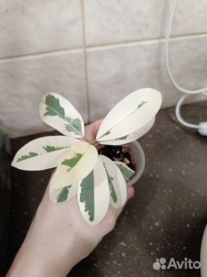 Фикус ретуза альбомаргината