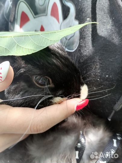 Декоративный кролик