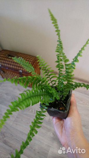 Папоротник нефролепис грин леди