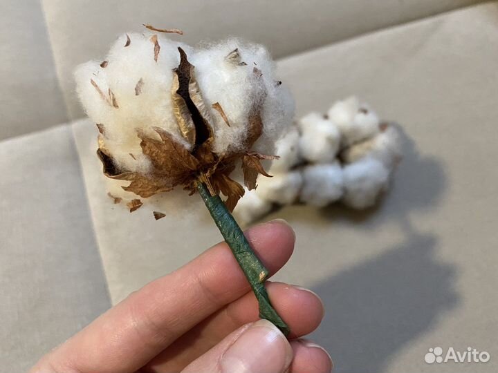 Хлопок коробочки натуральные для букета