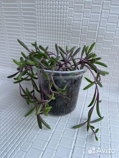 Оттона мясистая