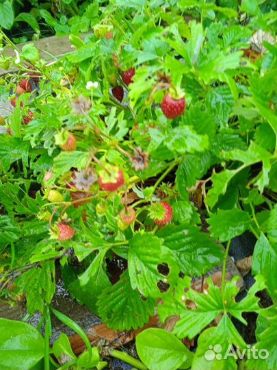 Земляника садовая саженцы