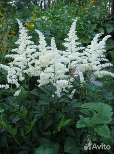 Цветы многолетники