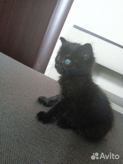 Отдадим котенка в добрые руки