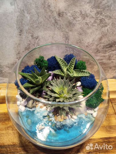 Флорариум суккуленты