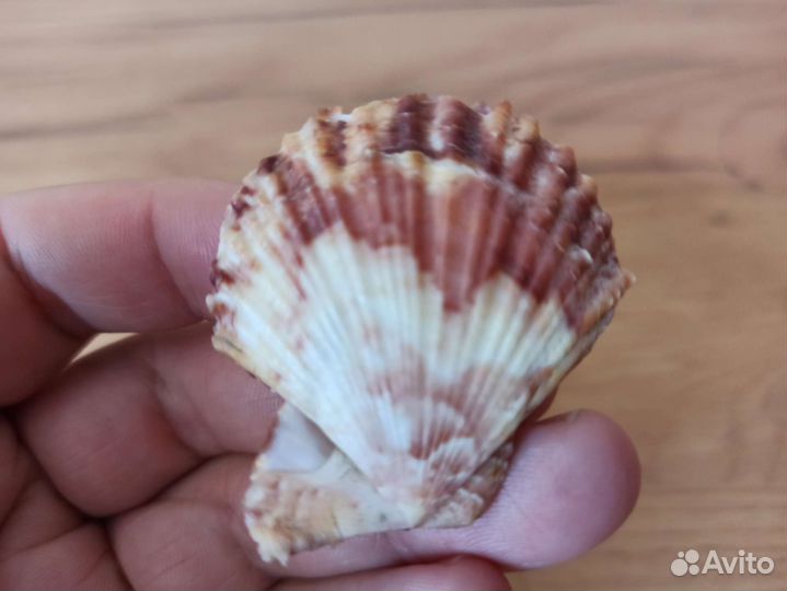 Морская раковина