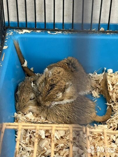 Мышь песчанка