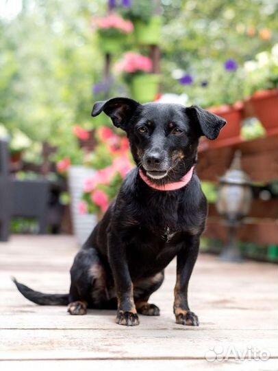 Джина мелкаш в добрые руки