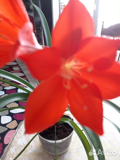 Красавец Амарилис