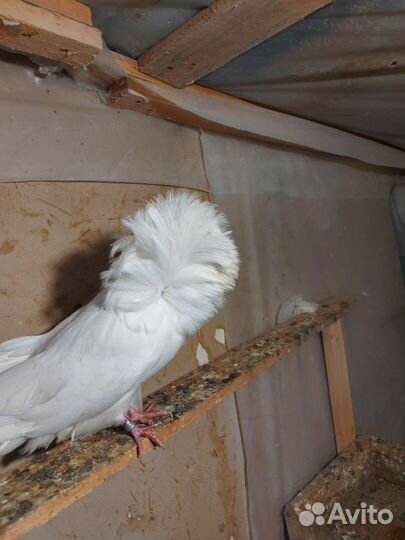 Продажа голубей