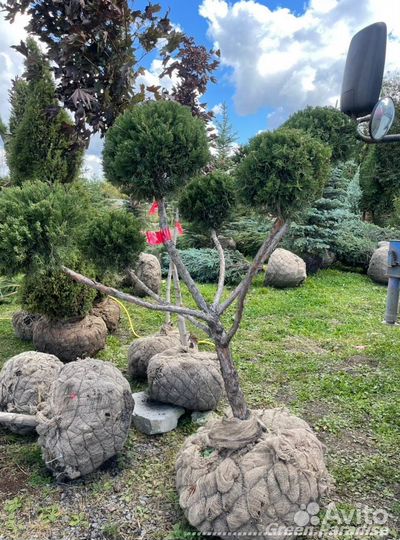 Можжевельник формированный