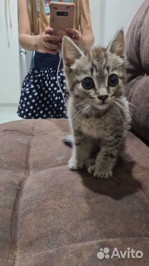 Котёнок