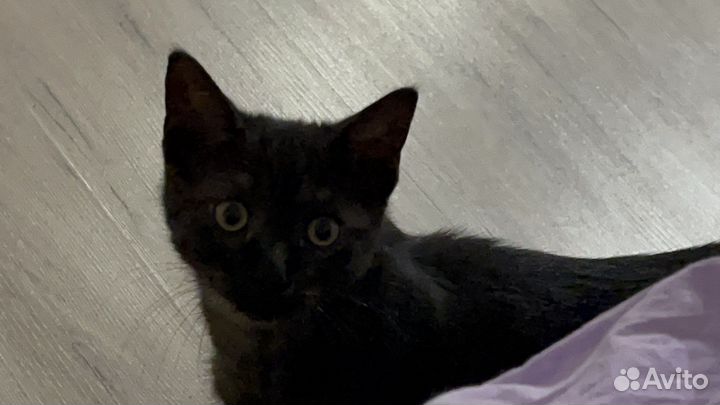 Отдам котенка в добрые руки