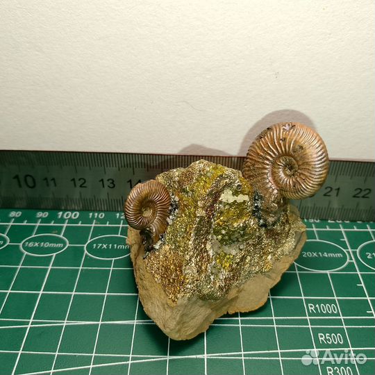 Окаменелости аммониты