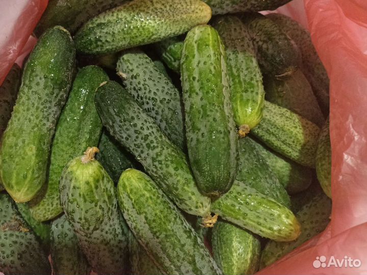 Огурцы