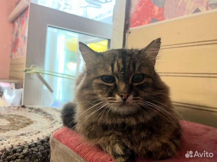 Кошка ищет дом