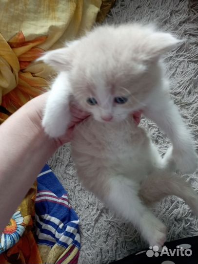 Котята в добрые руки 1 месяц