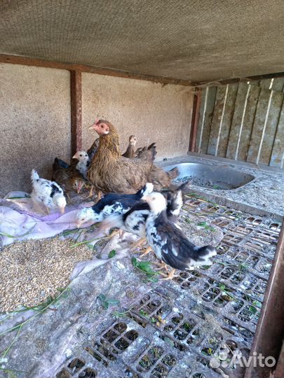 Курочки бентамки