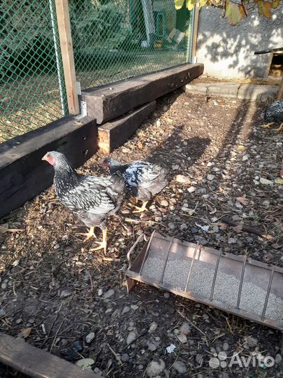 Петухи ухейилюй (4 мес) и виандоты (3 мес)