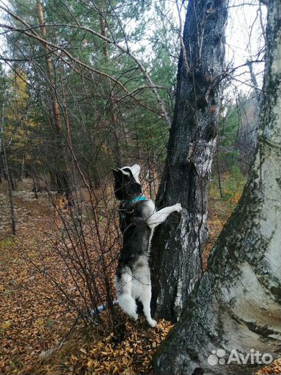 Сибирский хаски