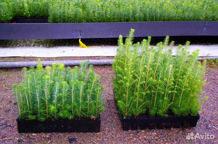 Саженцы сосны зкс