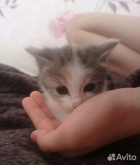 Трехцветный котенок девочка