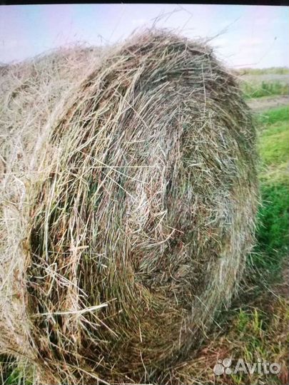 Сено