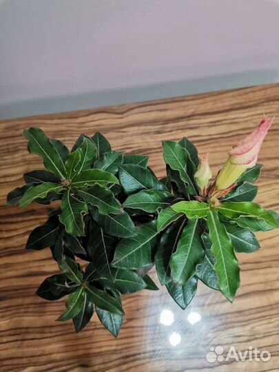 Адениум взрослый